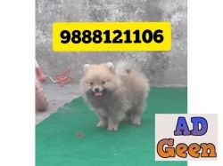 Tea cup Pomeranian puppy available in jalandhar city 9888121106